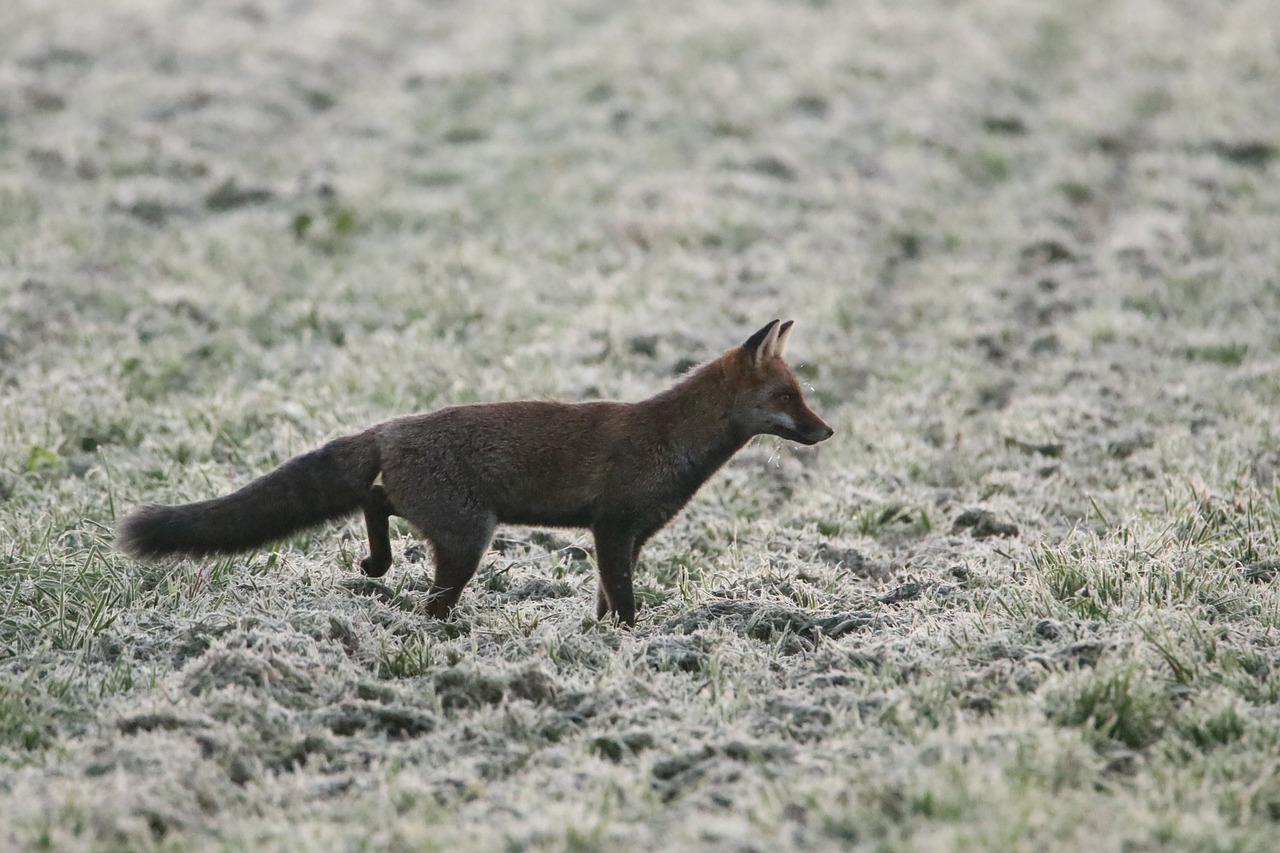 Biodiversity on the Edge: What Can We Do to Protect It?